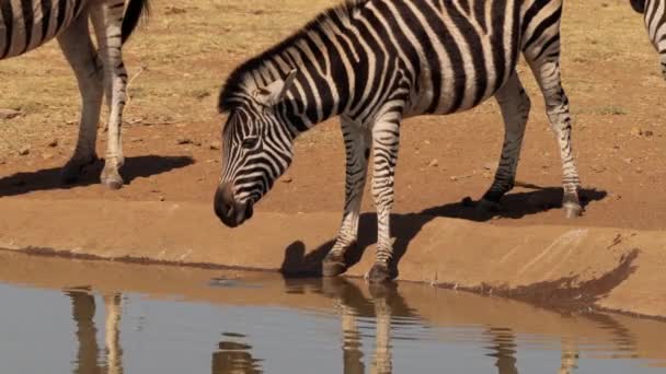 南非克鲁格国家公园的斑马 — 图库视频影像