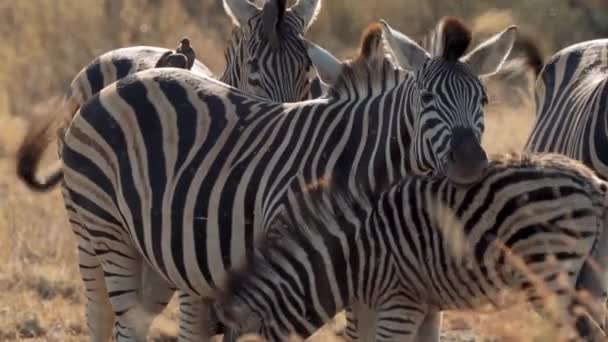 Zèbres Kruger National Park Afrique Sud — Video