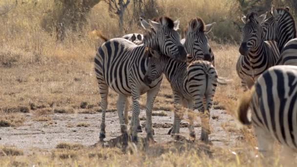 Zebras Kruger Nationalpark Südafrika — Stockvideo