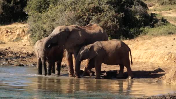 Elefantes Parque Nacional Kruger Sudáfrica — Vídeos de Stock