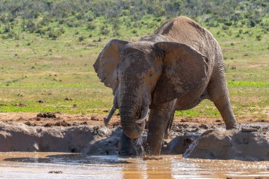 Fil, Güney Afrika 'daki Kruger Ulusal Parkı' nda bir gölette banyo yapıyor.