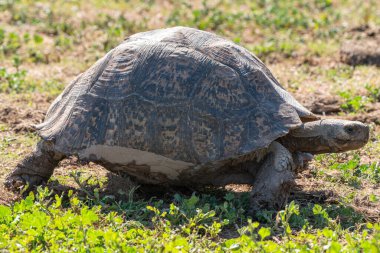 Kaplumbağa yürüyüşüne yakın Kruger Ulusal Parkı, Güney Afrika