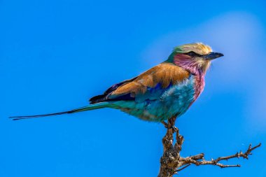 Leylak göğüslü silindir, Coracias caudatus, Kruger Ulusal Parkı, Güney Afrika