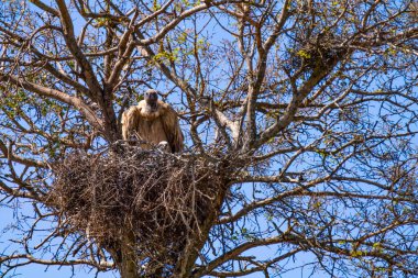 Güney Afrika 'daki Kruger Ulusal Parkı' ndaki Cape Vulture veya Cape Griffon veya Gyps ortaklaşa...