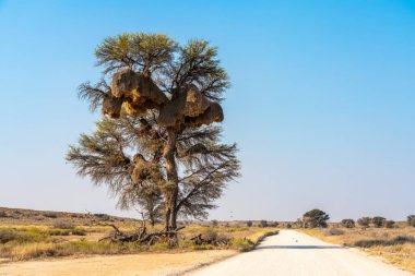 Sosyalleşebilen Weaver 'ın ya da Philetairus Socius' un, belki de tüm kuşların inşa ettiği en muhteşem yapı olan Kgalagadi Transfrontier Park, Güney Afrika