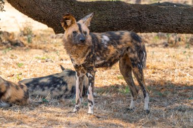 Güney Afrika 'daki Kgalagadi Transfrontier Parkı' nda avını arayan kahverengi bir sırtlana ya da Parahyaena brunnea 'ya (Hyaena brunnea) yakın durun.