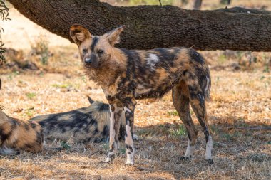 Güney Afrika 'daki Kgalagadi Transfrontier Parkı' nda avını arayan kahverengi bir sırtlana ya da Parahyaena brunnea 'ya (Hyaena brunnea) yakın durun.