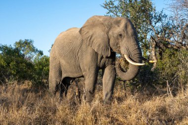Güney Afrika 'daki Kruger Ulusal Parkı' nda bir file yakın çekim.