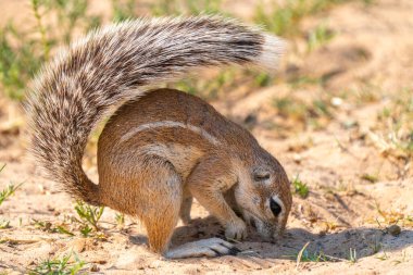 Cape ground sincabı ya da Güney Afrika yer sincabı ya da Geosciurus inauris 'e yakın olup Güney Afrika' daki Kgalagadi Transfrontier Park 'ta yiyecek ararlar.