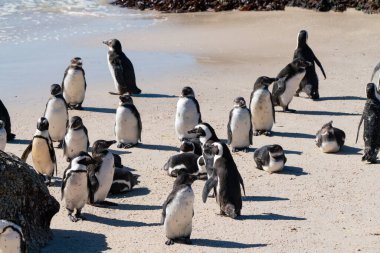 Afrika penguenleri, ya da eşek penguenleri, ya da Spheniscus demersus, ya da Cape pengueni. Güney Afrika, Simons Town yakınlarındaki Boulders Sahili Kolonisi