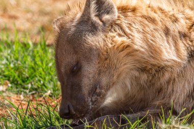 Gülen sırtlan olarak da bilinen benekli bir sırtlanın (Crocuta crocuta) yakınında, Güney Afrika 'daki Kgalagadi Transfrontier Park' ta aslan leşinin kalıntılarını yer.