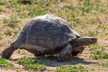 Kaplumbağa yürüyüşüne yakın Kruger Ulusal Parkı, Güney Afrika