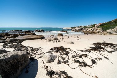 Afrika penguenleri, ya da eşek penguenleri, ya da Spheniscus demersus, ya da Cape pengueni. Güney Afrika, Simons Town yakınlarındaki Boulders Sahili Kolonisi