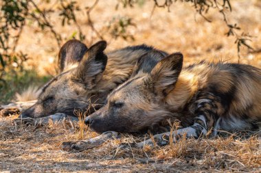 Close up of a brown hyena, or Parahyaena brunnea, (Hyaena brunnea) looking for a prey, in Kgalagadi Transfrontier Park, South Africa clipart