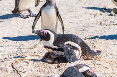 Afrika penguenleri, Güney Afrika 'daki Simons Town yakınlarındaki Boulders Sahili' ndeki yuvadaki yavruları korur.
