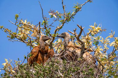 Cape vulture, or Cape griffon, or Gyps coprotheres, in Kruger National Park, South Africa clipart