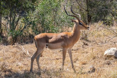 Impala or rooibok, or Aepyceros melampus, a medium sized antelope  in the Kruger National Park, South Africa clipart