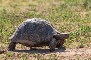 Kaplumbağa yürüyüşüne yakın Kruger Ulusal Parkı, Güney Afrika