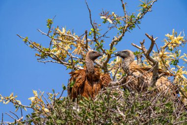 Güney Afrika 'daki Kruger Ulusal Parkı' ndaki Cape Vulture veya Cape Griffon veya Gyps ortaklaşa...