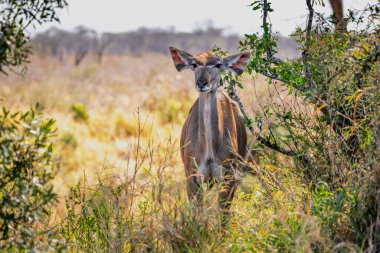 Büyük Kudu, Kruger Ulusal Parkı, Güney Afrika