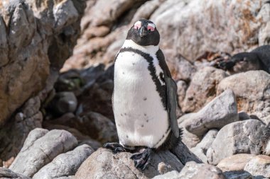 Güney Afrika 'nın Simons kasabası yakınlarındaki Boulders Sahili' nde yaşayan Afrika penguenleri, veya eşek penguenleri, veya Spheniscus demersus, veya Cape pengueni.