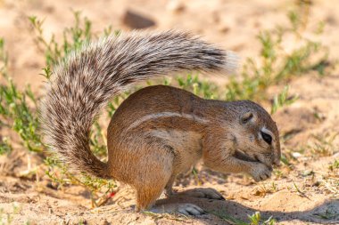 Cape ground sincabı ya da Güney Afrika yer sincabı ya da Geosciurus inauris 'e yakın olup Güney Afrika' daki Kgalagadi Transfrontier Park 'ta yiyecek ararlar.