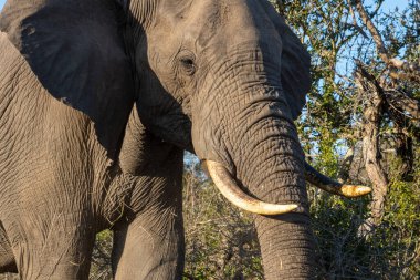 Güney Afrika 'daki Kruger Ulusal Parkı' nda bir file yakın çekim.