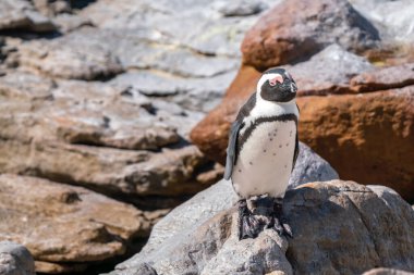 Güney Afrika 'nın Simons kasabası yakınlarındaki Boulders Sahili' nde yaşayan Afrika penguenleri, veya eşek penguenleri, veya Spheniscus demersus, veya Cape pengueni.