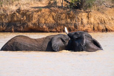 Filler Güney Afrika 'daki Kruger Ulusal Parkı' nda banyo yaparken birbirlerini okşarlar.