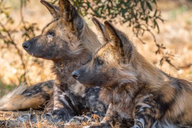 Güney Afrika 'daki Kgalagadi Transfrontier Parkı' nda avını arayan kahverengi bir sırtlana ya da Parahyaena brunnea 'ya (Hyaena brunnea) yakın durun.