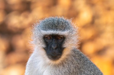 Güney Afrika 'daki Kruger Ulusal Parkı' nda babunun yakınında.