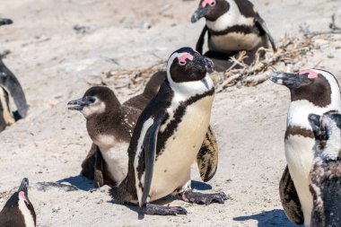 Afrika penguenleri, Güney Afrika 'daki Simons Town yakınlarındaki Boulders Sahili' ndeki yuvadaki yavruları korur.