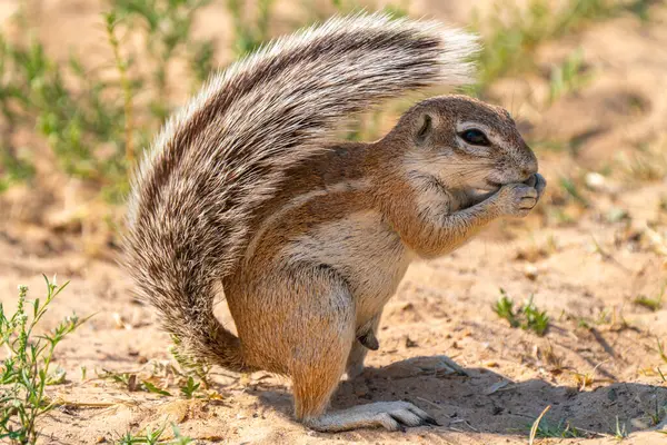 Cape ground sincabı ya da Güney Afrika yer sincabı ya da Geosciurus inauris 'e yakın olup Güney Afrika' daki Kgalagadi Transfrontier Park 'ta yiyecek ararlar.