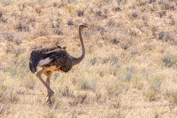 Güney Afrika devekuşu, Struthio camelus australis, ya da siyah boyunlu devekuşu, ya da Güney Afrika 'daki Kgalagadi Transfrontier Park' ta devekuşu ya da devekuşu.