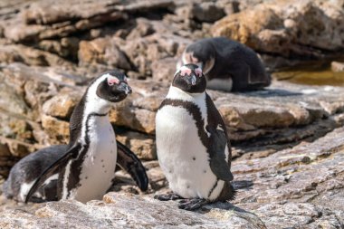 Güney Afrika 'nın Simons kasabası yakınlarındaki Boulders Sahili' nde yaşayan Afrika penguenleri, veya eşek penguenleri, veya Spheniscus demersus, veya Cape pengueni.