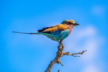 Leylak göğüslü silindir, Coracias caudatus, Kruger Ulusal Parkı, Güney Afrika