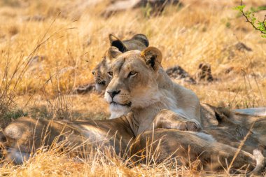 Güney Afrika 'daki Kruger Ulusal Parkı' nda aslan dişi aslanın yakın çekimi.