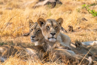Güney Afrika 'daki Kruger Ulusal Parkı' nda aslan dişi aslanın yakın çekimi.