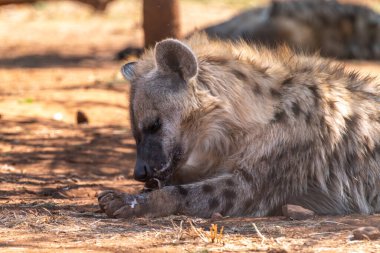 Gülen sırtlan olarak da bilinen benekli bir sırtlanın (Crocuta crocuta) yakınında, Güney Afrika 'daki Kgalagadi Transfrontier Park' ta aslan leşinin kalıntılarını yer.