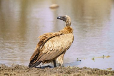 Güney Afrika 'daki Kruger Ulusal Parkı' ndaki Cape Vulture veya Cape Griffon veya Gyps ortaklaşa...