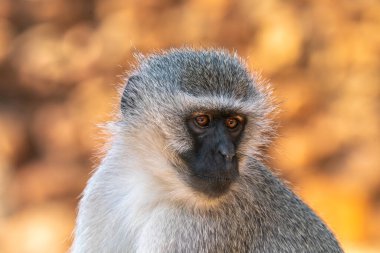Güney Afrika 'daki Kruger Ulusal Parkı' nda babunun yakınında.