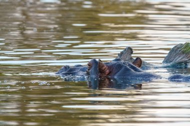 Hippo 'nun göl suyuna yakın, Kruger Ulusal Parkı, Güney Afrika