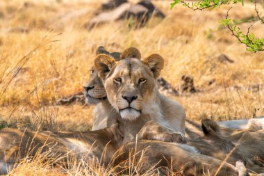 Güney Afrika 'daki Kruger Ulusal Parkı' nda aslan dişi aslanın yakın çekimi.