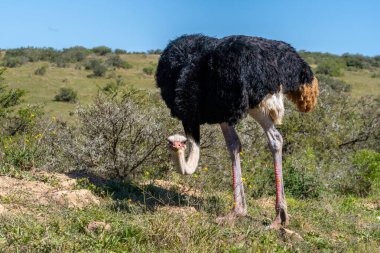 Güney Afrika devekuşu, Struthio kamelus australis, ya da siyah boyunlu devekuşu, ya da Güney Afrika 'daki Addo Fil Ulusal Parkı' nda devekuşu burnu.