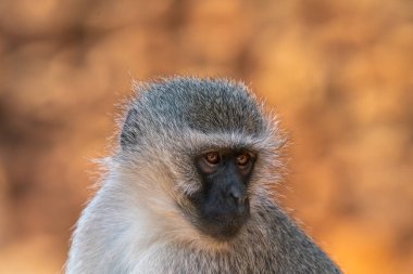 Güney Afrika 'daki Kruger Ulusal Parkı' nda babunun yakınında.