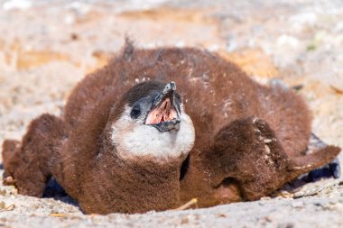 Close up of african penguin chick in the nest asking for food, in the colony of Boulders Beach near Simons Town, South Africa clipart