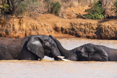 Filler Güney Afrika 'daki Kruger Ulusal Parkı' nda banyo yaparken birbirlerini okşarlar.