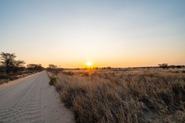 Güney Afrika 'daki Kgalagadi Transfrontier Parkı' nda gün batımında manzara rotası