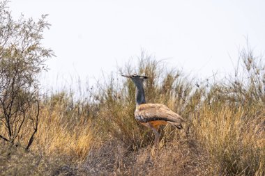 Kori bustard, veya Ardeotis kori, Kgalagadi Transfrontier Park, Güney Afrika