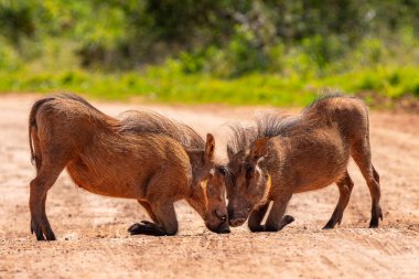 Desert warthog, or Phacochoerus aethiopicus, in Kruger National Park, South Africa clipart